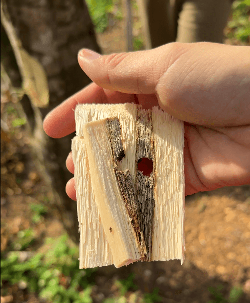 Agarwood resin formation, 5 months after inoculation