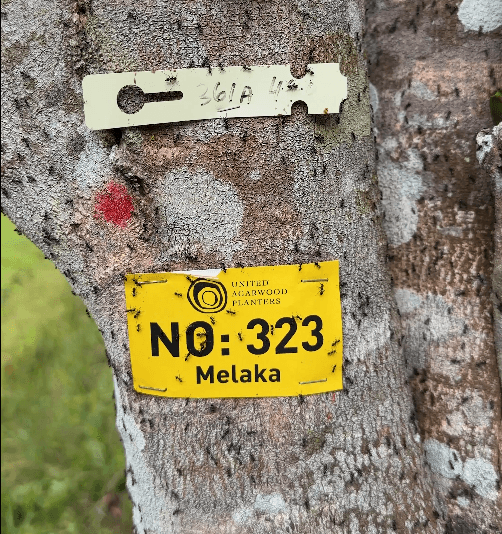 Malaysia R&D inoculation site