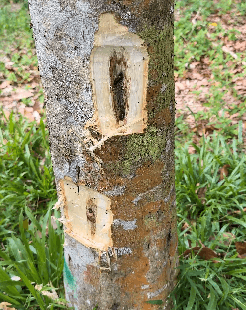 Malaysia R&D inoculation site