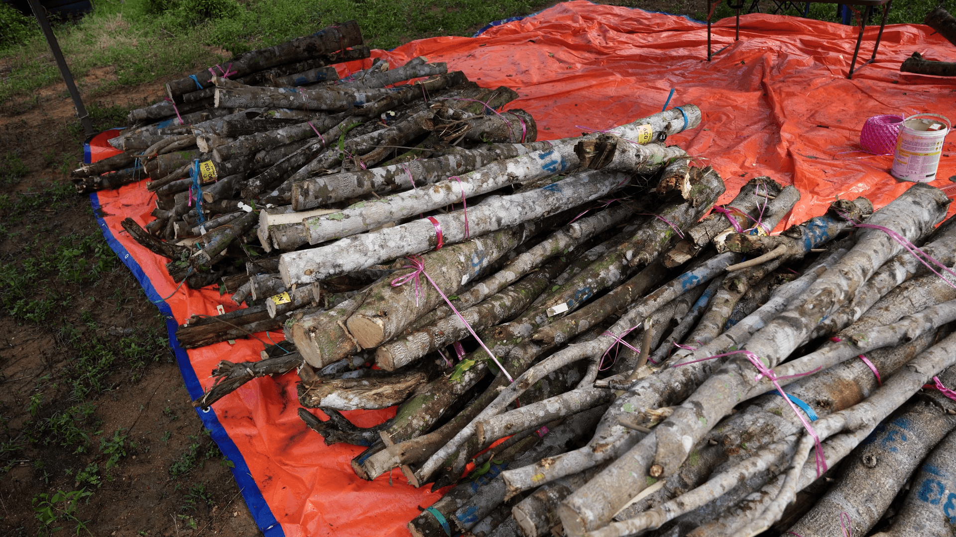 Harvested agarwood logs, 8 months after inoculation
