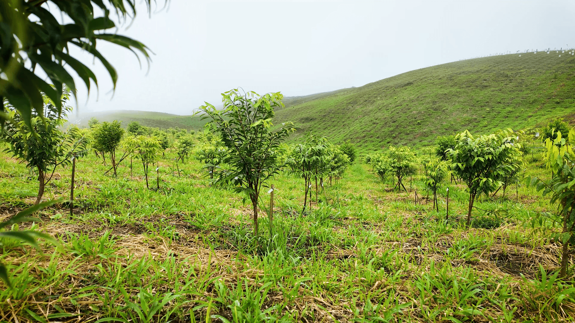 UAPI agarwood inoculation technology