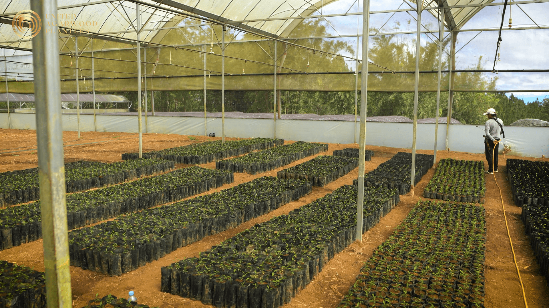 UAPI seedling nursery under shade netting