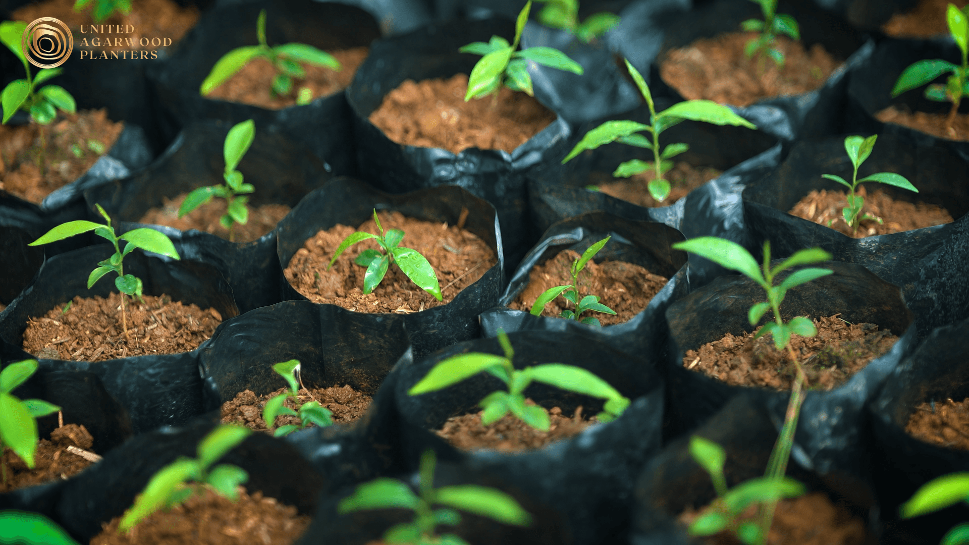 Agarwood seedlings growing in nursery bags