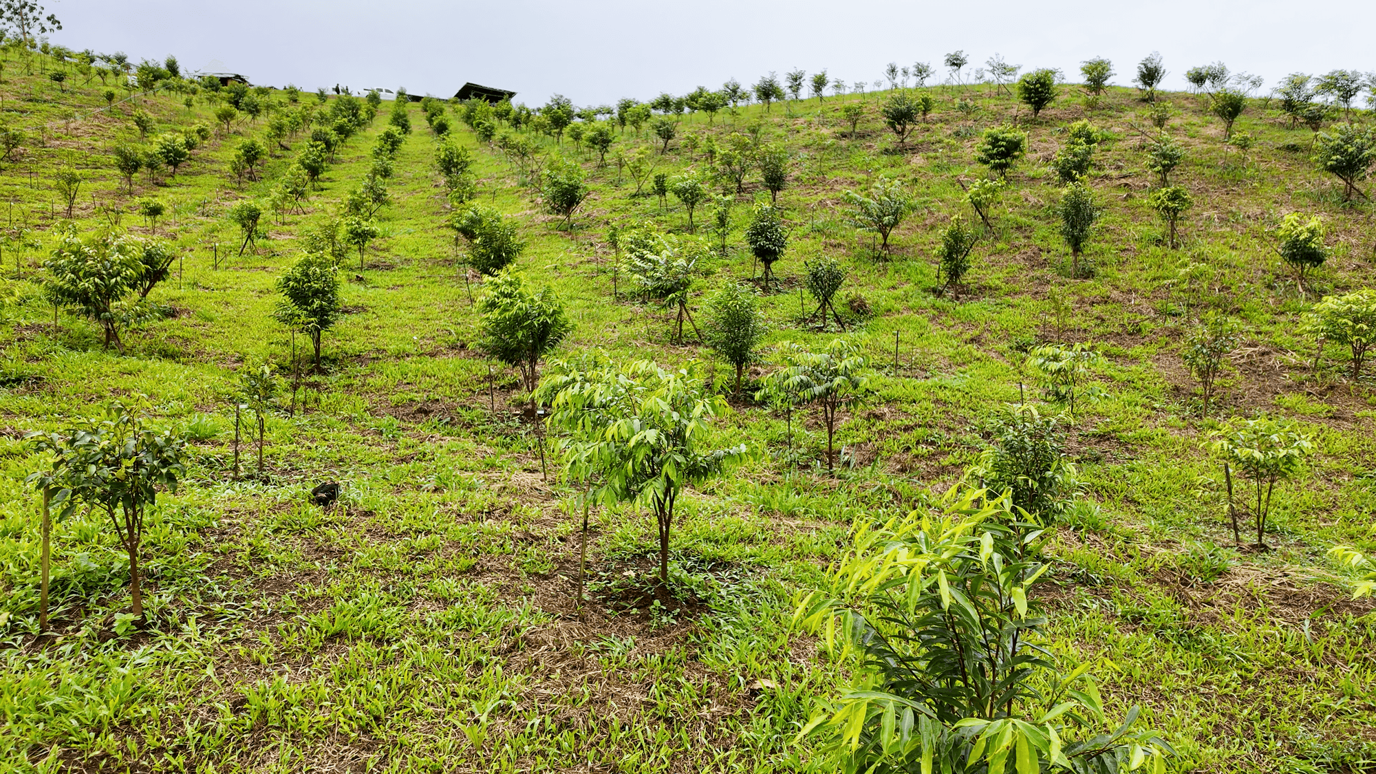UAPI plantation in Barangay Tagbak, Talakag Bukidnon